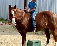 beginner-quarter-horse