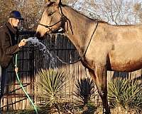 ranch-work-quarter-horse