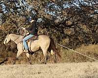 beginner-quarter-horse