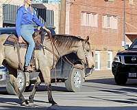 ranch-quarter-horse