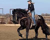 percheron-horse