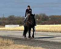 beginner-safe-percheron-horse