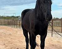 family-horse-percheron