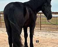 all-around-percheron-horse