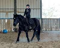 athletic-percheron-horse