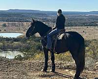 beginner-percheron-horse