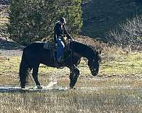 experienced-percheron-horse