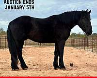 flashy-percheron-horse