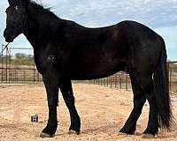 husband-safe-percheron-horse