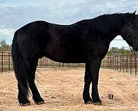 ranch-percheron-horse