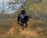 percheron-horse