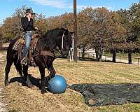 all-around-percheron-horse