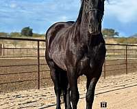 beginner-safe-percheron-horse