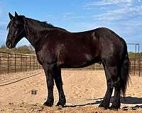 draft-ranch-work-percheron-horse