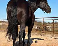 family-horse-percheron