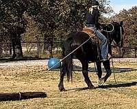 athletic-percheron-horse