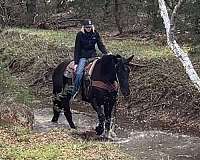 beginner-percheron-horse