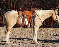 palomino-tobiano-4-stockings-horse