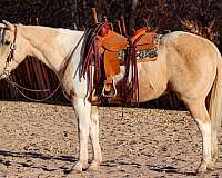 quarter-horse