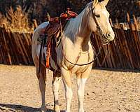 ranch-work-quarter-horse