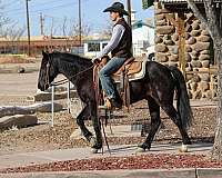 palomino-tobiano-4-stockings-horse