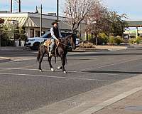 ranch-work-quarter-horse