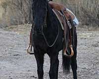 athletic-quarter-horse