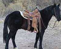 auction-quarter-horse