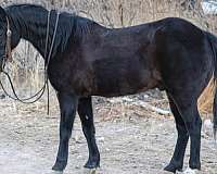 beginner-quarter-horse