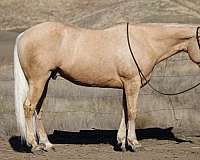 palomino-blaze-horse