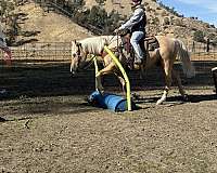 family-horse-quarter