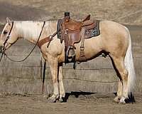 ranch-work-quarter-horse