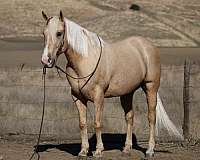 ranch-quarter-horse