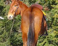 quarter-horse