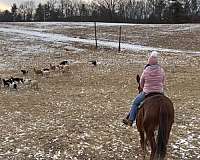 ranch-work-quarter-horse