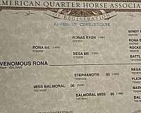 ranch-work-quarter-horse