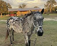 appaloosa-gelding