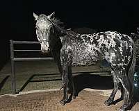 appaloosa-horse-for-sale