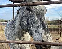 appaloosa-horse