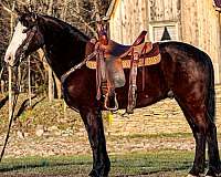 western-dress-morgan-horse