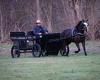 all-around-morgan-horse