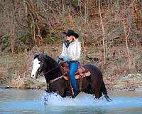 athletic-morgan-horse