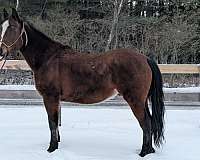 bay-dun-project-started-under-saddle-horse