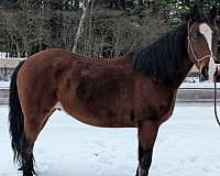 bay-dun-gelding-for-sale