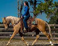 ranch-work-quarter-horse