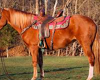 all-around-haflinger-horse