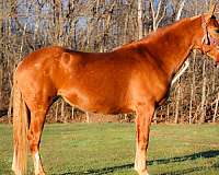 athletic-haflinger-horse