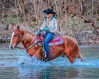 drill-team-haflinger-horse