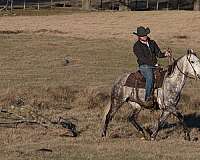 husband-safe-quarter-horse