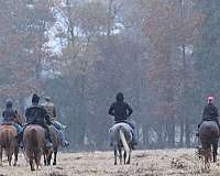 ranch-work-quarter-horse